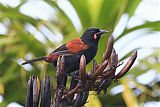 North Island Saddlebackborder=